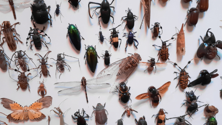 100 facts about insects - Mindsnakk - Kopie