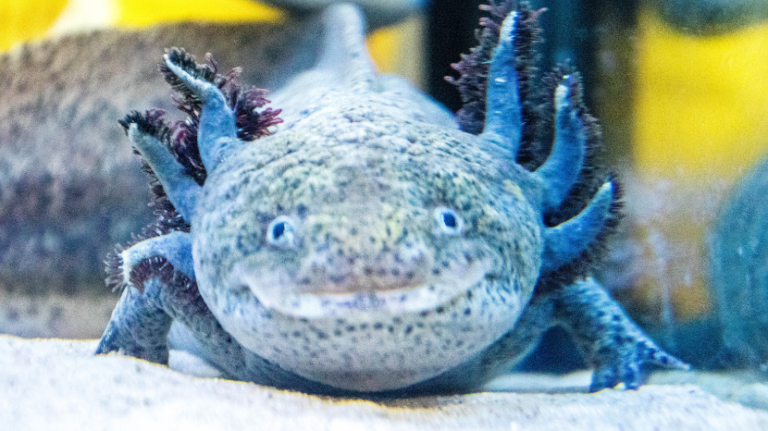 axolotl mindsnakk