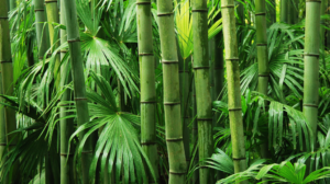 top 5 bamboo products (3)